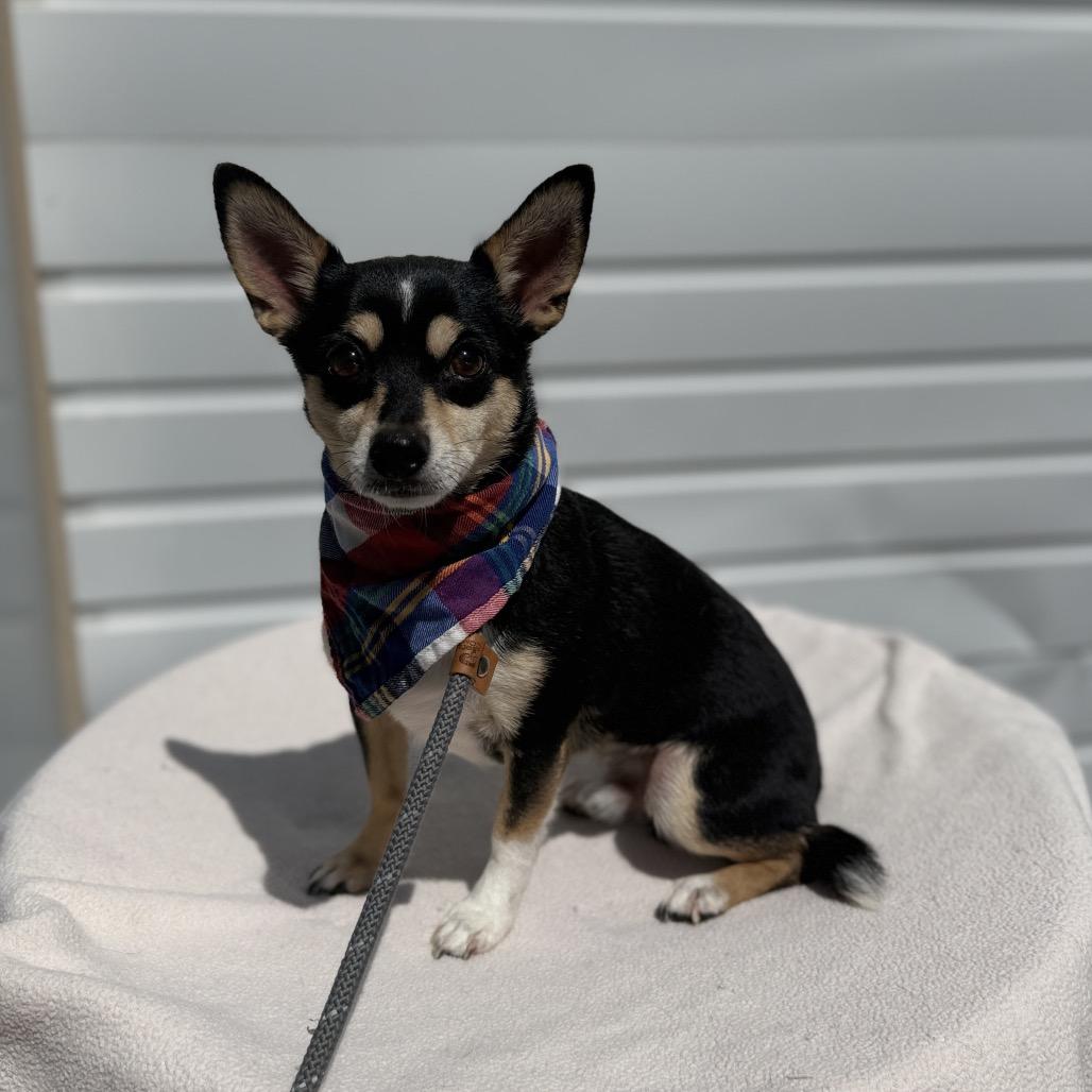Maxamus, a Adoptable mixed breed in Newberg, OR image 5/5