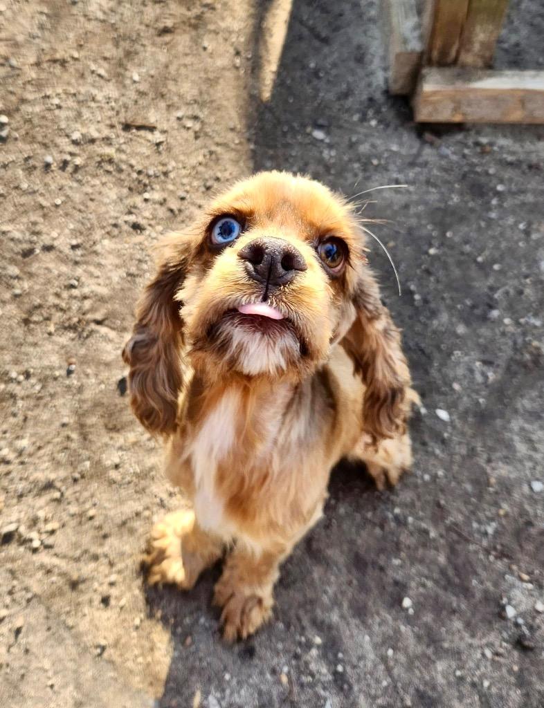 Enlarge Buttons, a Adoptable Cocker Spaniel in Hampton, VA image 1/1