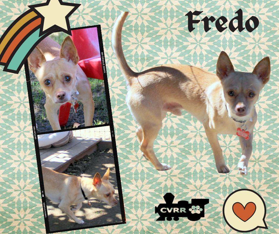 Enlarge Fredo, a Adoptable mixed breed in LINDSAY, CA image 1/1