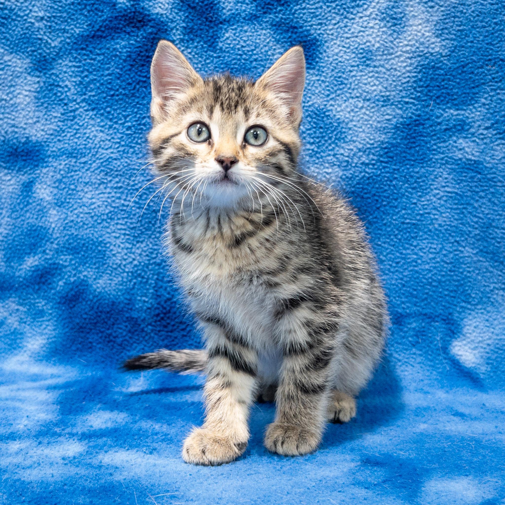 Zora, Adoptable, Kitten Male Domestic Short Hair.