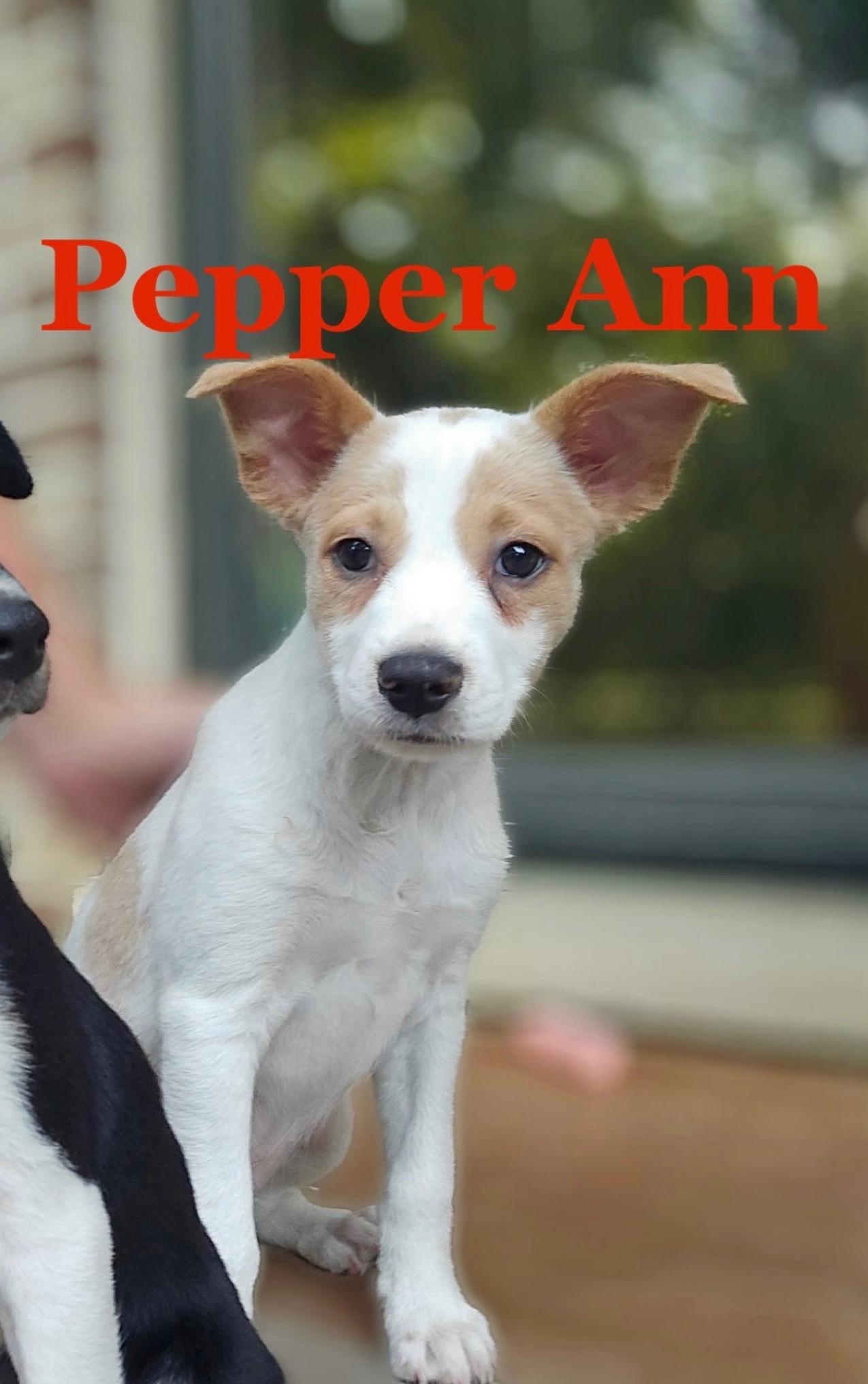 Pepper and Lilly, Adopted, Puppy Female Jack Russell Terrier & Rat Terrier.