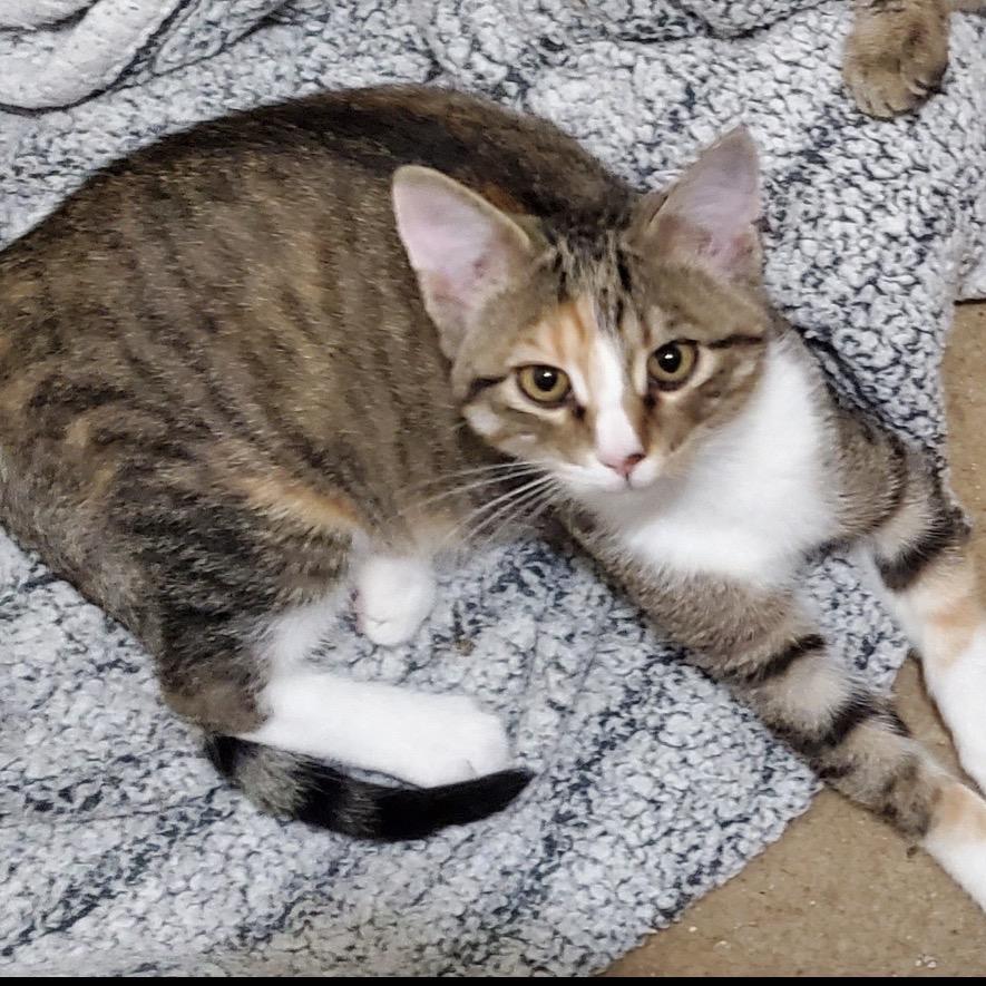 Enlarge Carolina Reaper, a Adoptable Domestic Short Hair in Columbia, MO image 1/1