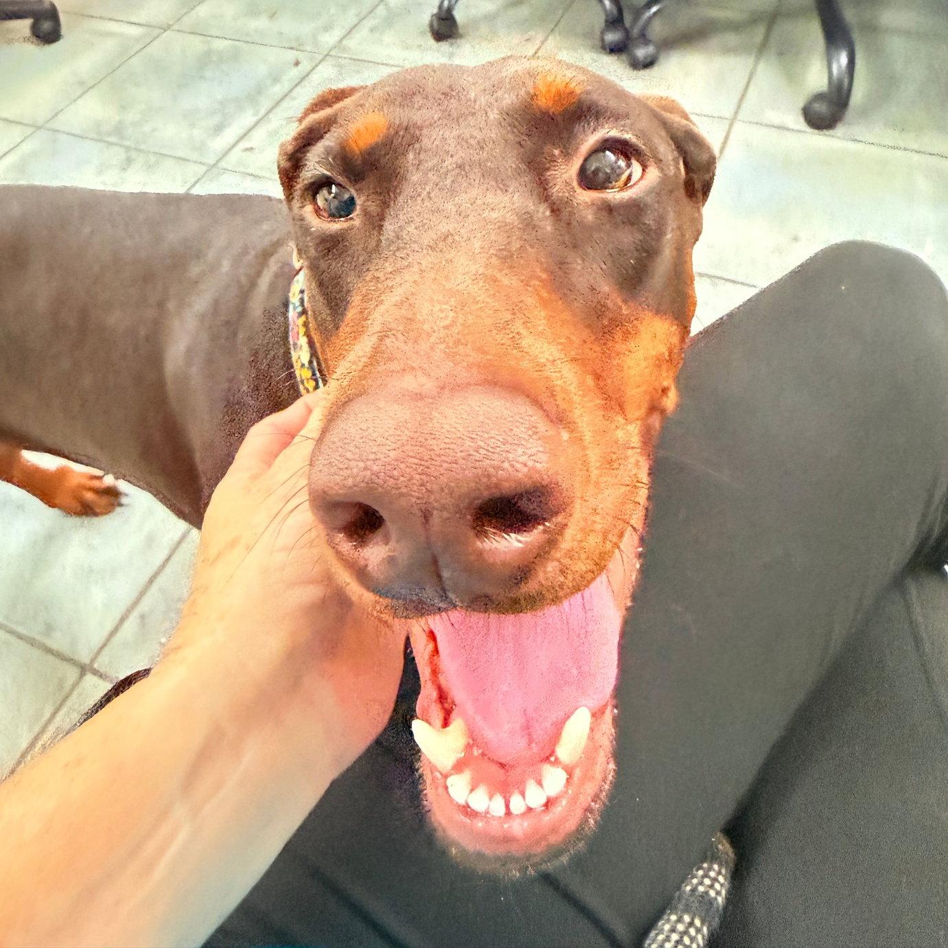 Kali 3621, Adoptable, Young Female Doberman Pinscher.