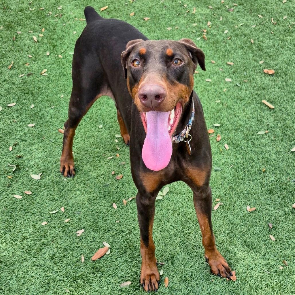 Enlarge Kali 3621, a Adoptable Doberman Pinscher in Oakland Park, FL image 2/3