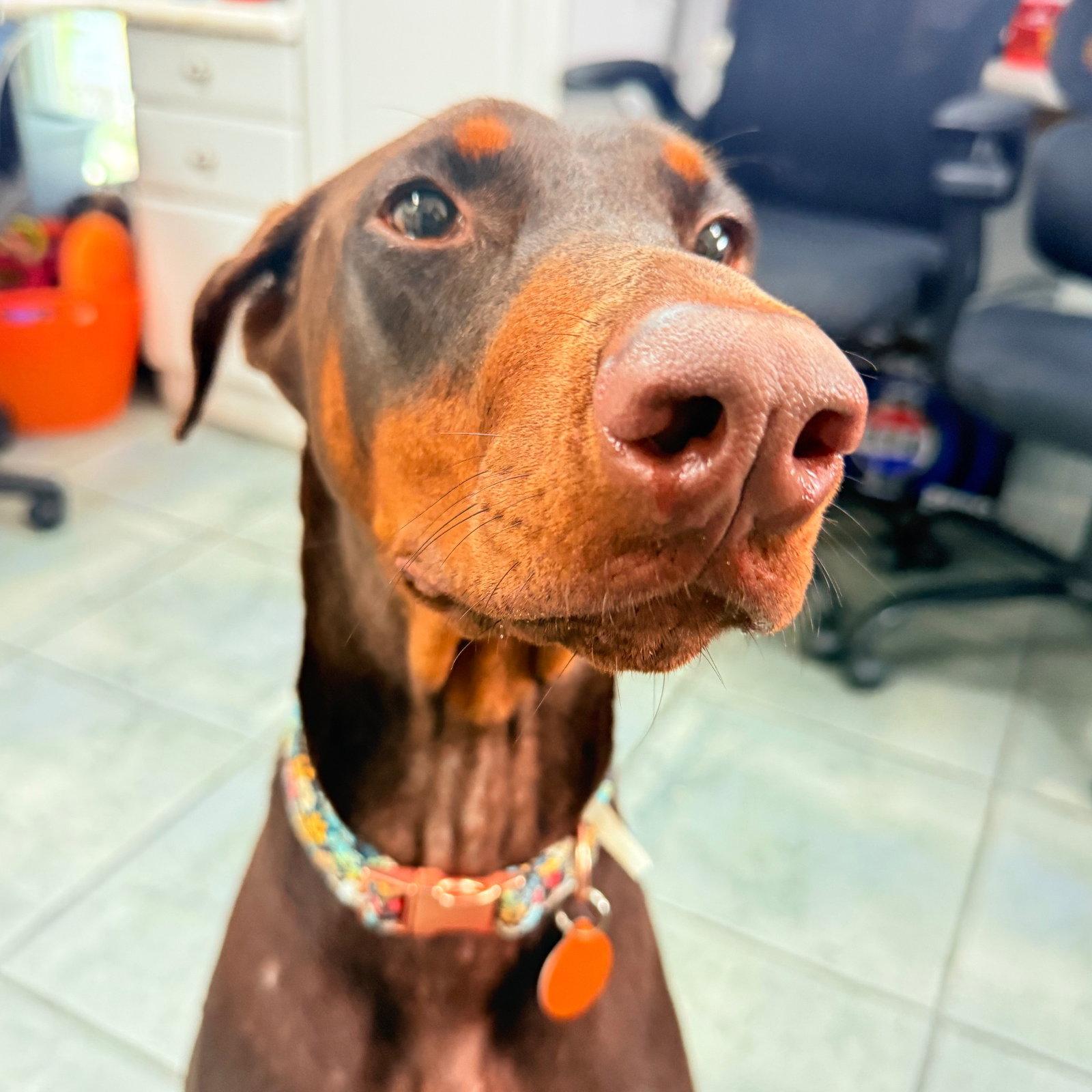 Enlarge Kali 3621, a Adoptable Doberman Pinscher in Oakland Park, FL image 3/3