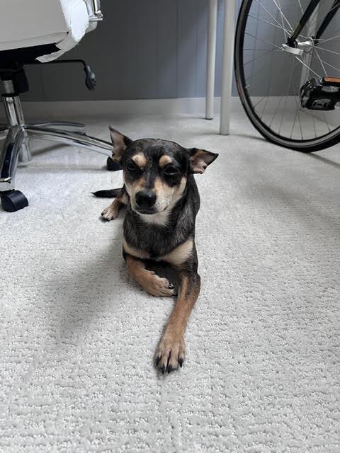 Enlarge Finn, a Adopted mixed breed in Columbus, OH image 2/6