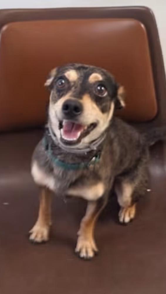 Enlarge Finn, a Adopted mixed breed in Columbus, OH image 5/6