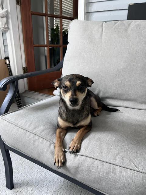 Enlarge Finn, a Adopted mixed breed in Columbus, OH image 6/6