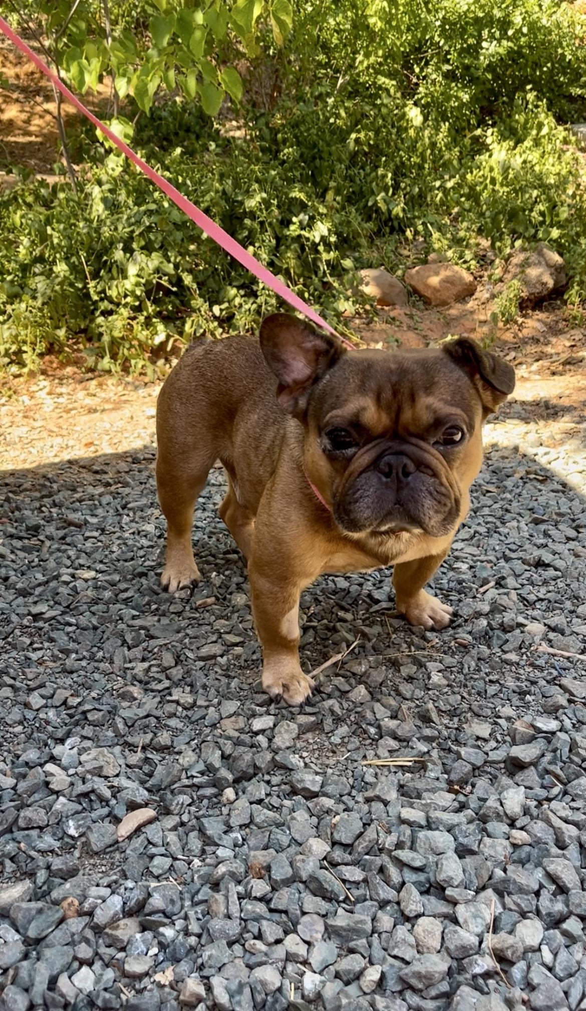 BEAR, a Adoptable French Bulldog in Yuba city, CA image 2/2