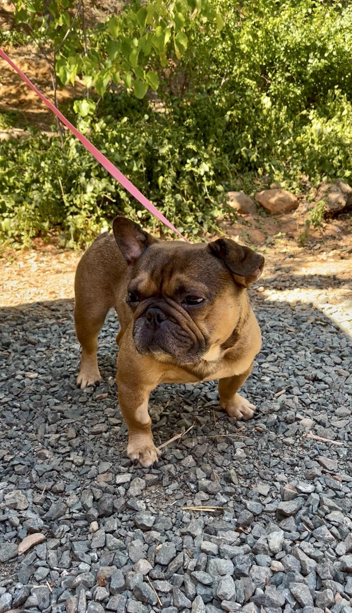 BEAR, a Adoptable French Bulldog in Yuba city, CA image 1/2