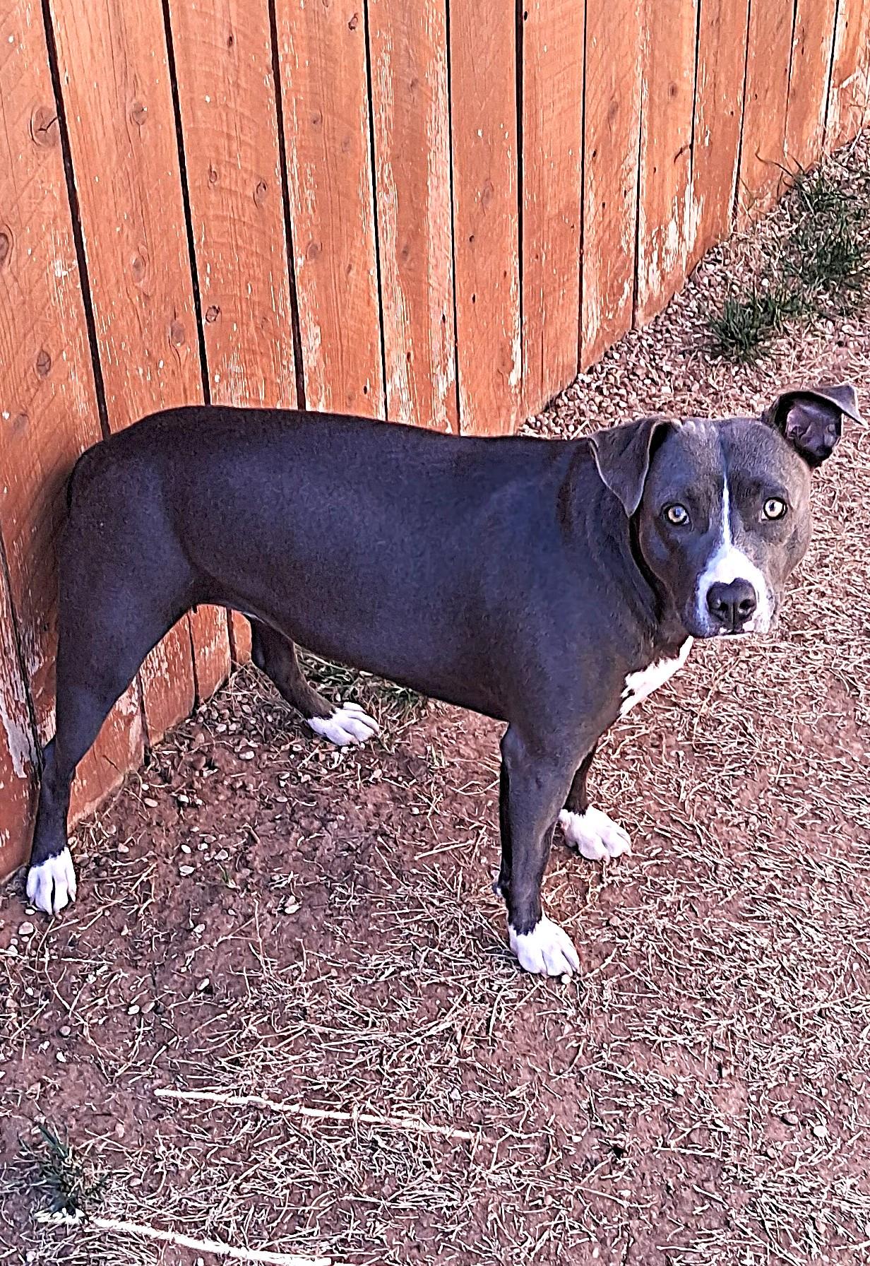 CS Sweetie, Adoptable, Young Female Pit Bull Terrier.