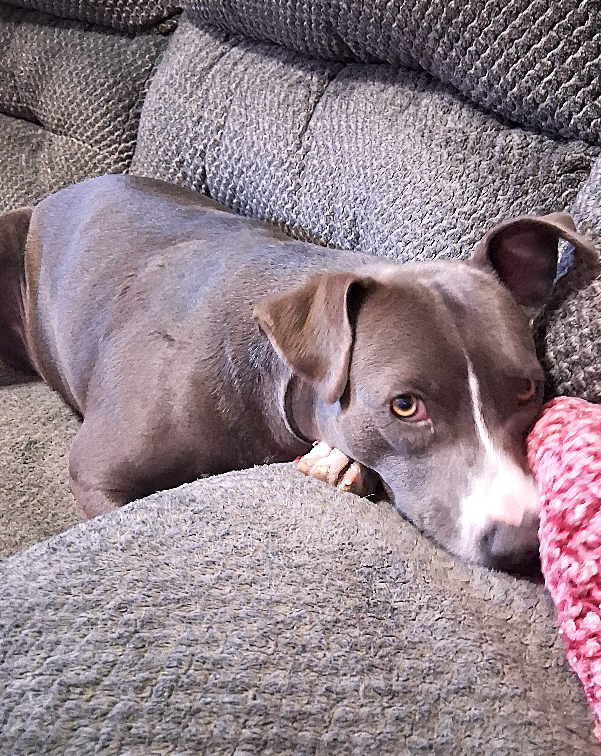 Enlarge CS Sweetie, a Adoptable Pit Bull Terrier in Vancouver, WA image 2/6