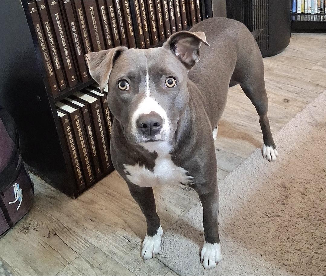 Enlarge CS Sweetie, a Adoptable Pit Bull Terrier in Vancouver, WA image 4/6