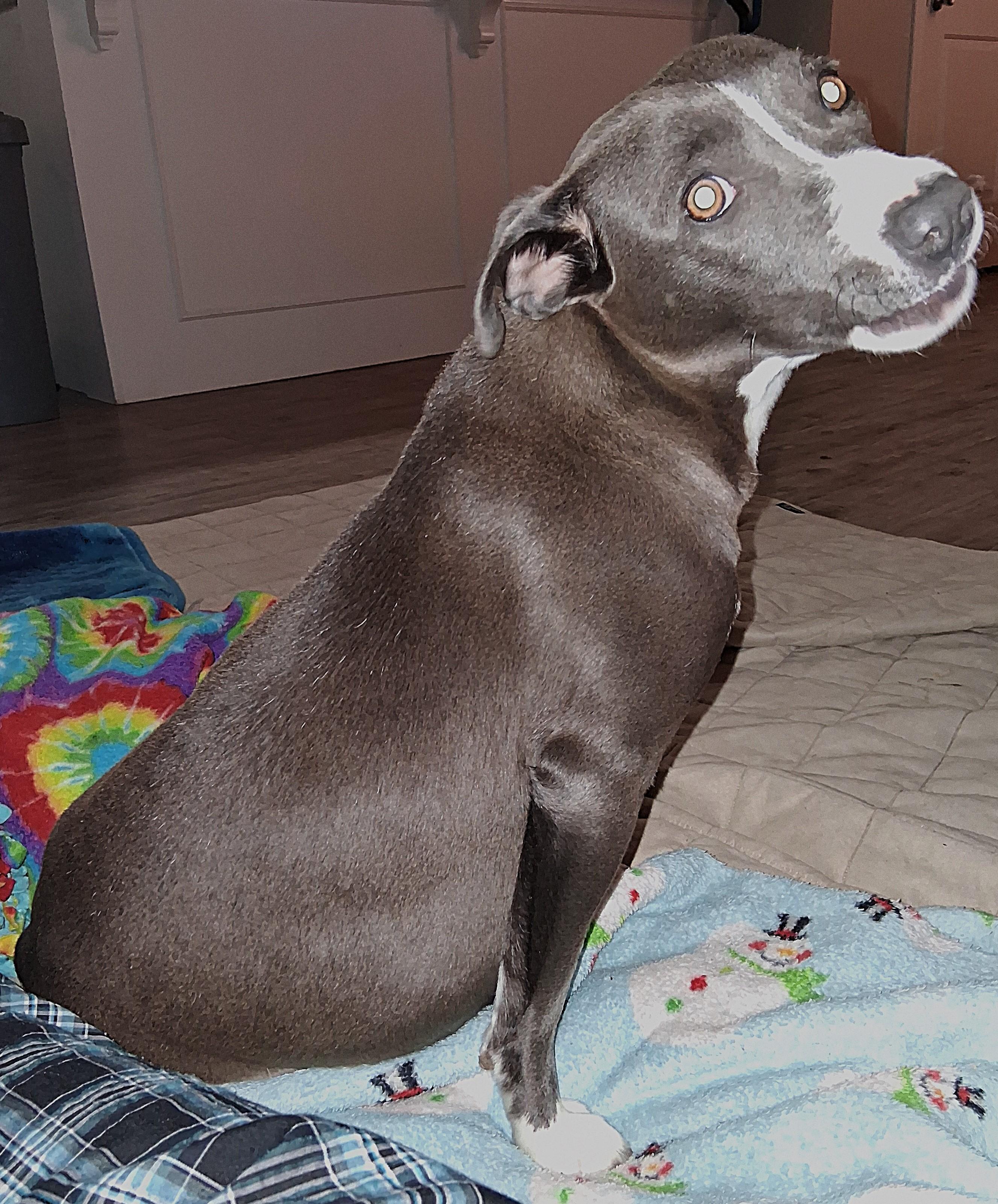 Enlarge CS Sweetie, a Adoptable Pit Bull Terrier in Vancouver, WA image 6/6