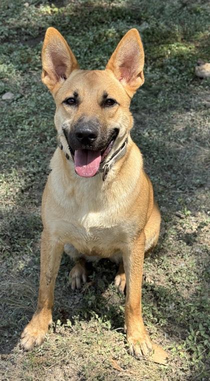 Penne — thumbnail 2