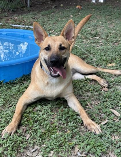 Penne — thumbnail 3