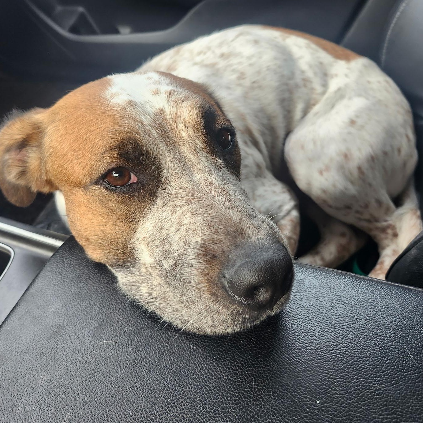 Mimi, a Adoptable mixed breed in Danville, CA image 3/4