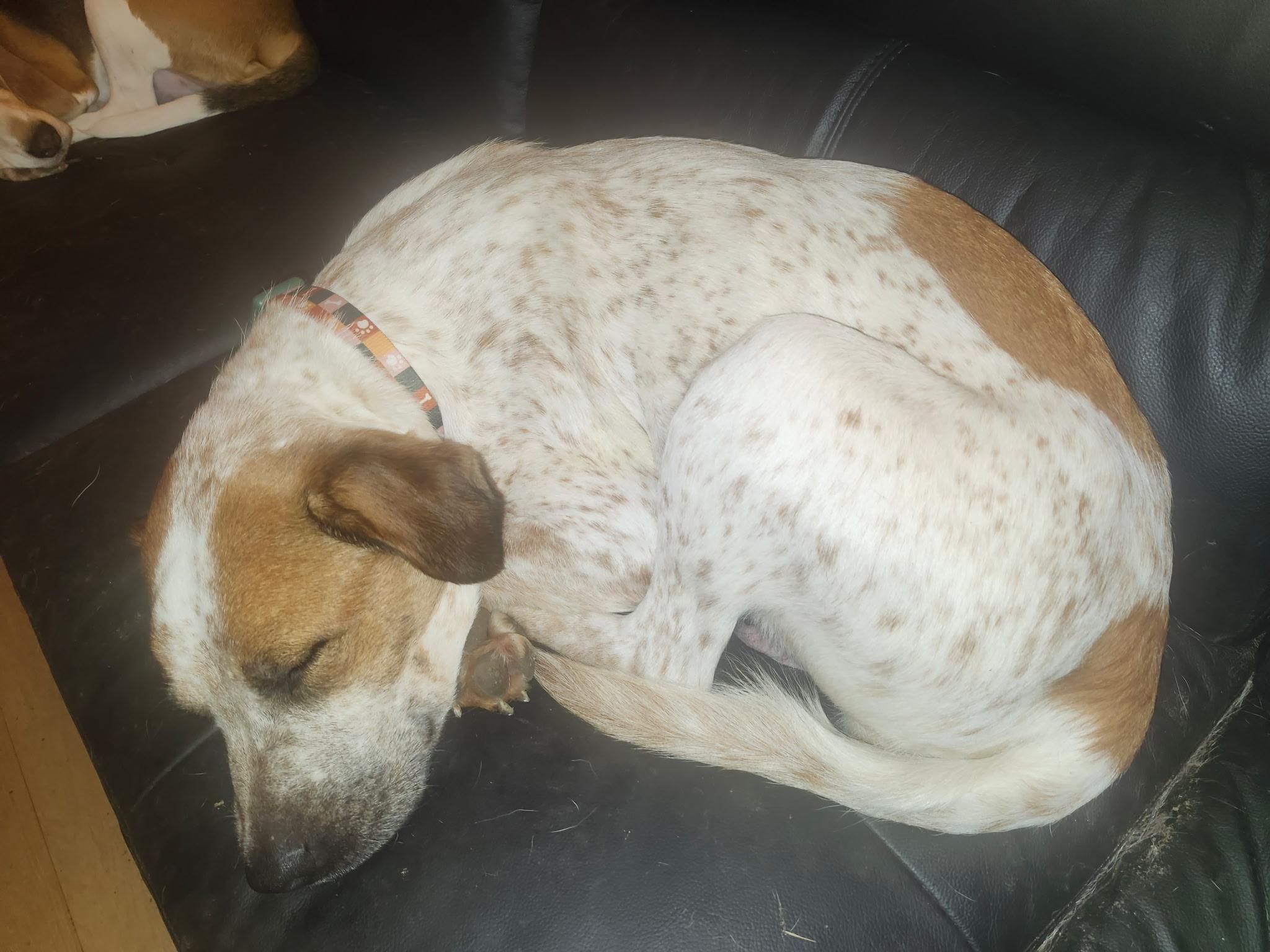 Mimi, a Adoptable mixed breed in Danville, CA image 4/4