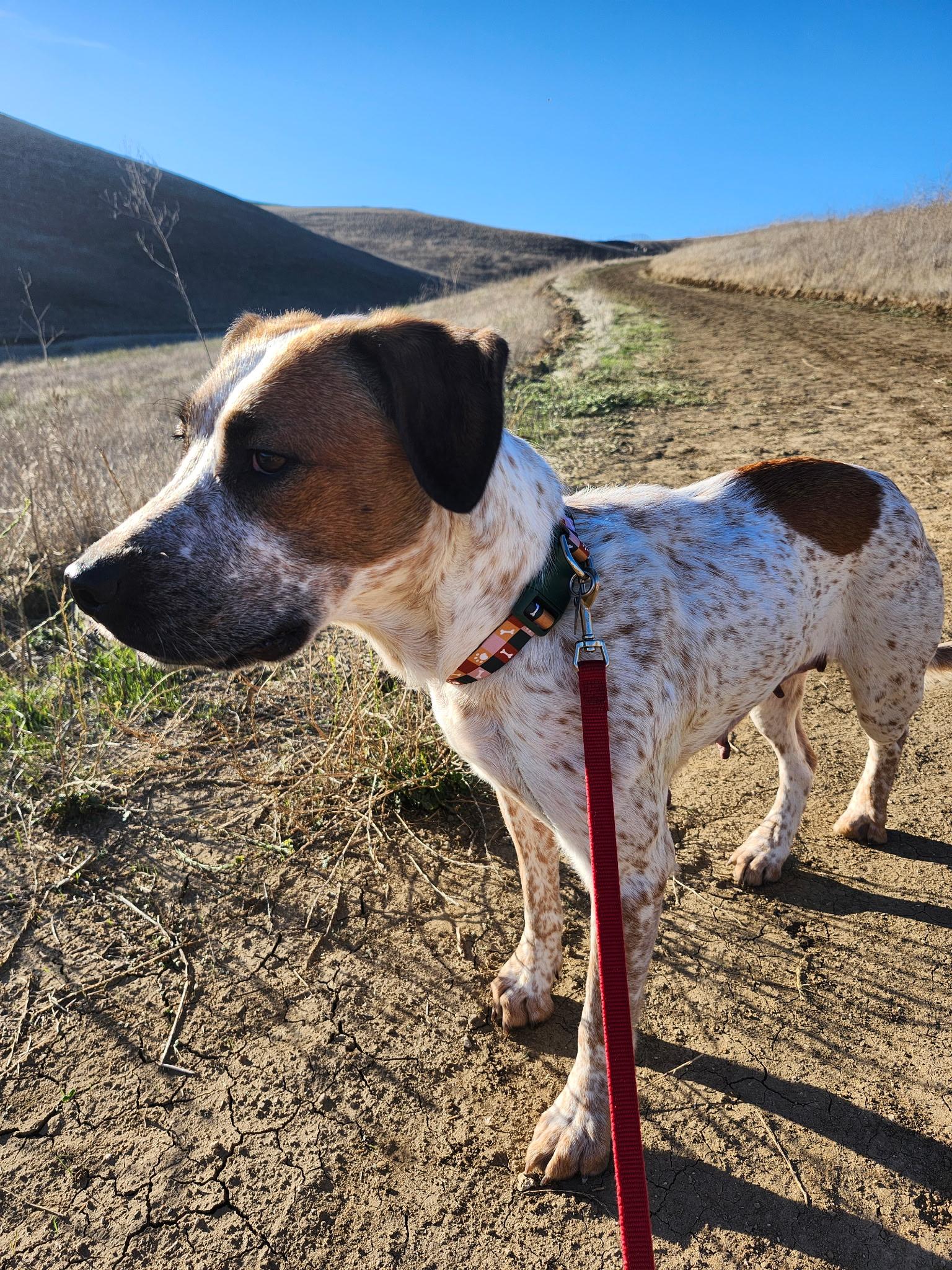 Mimi, a Adoptable mixed breed in Danville, CA image 2/4