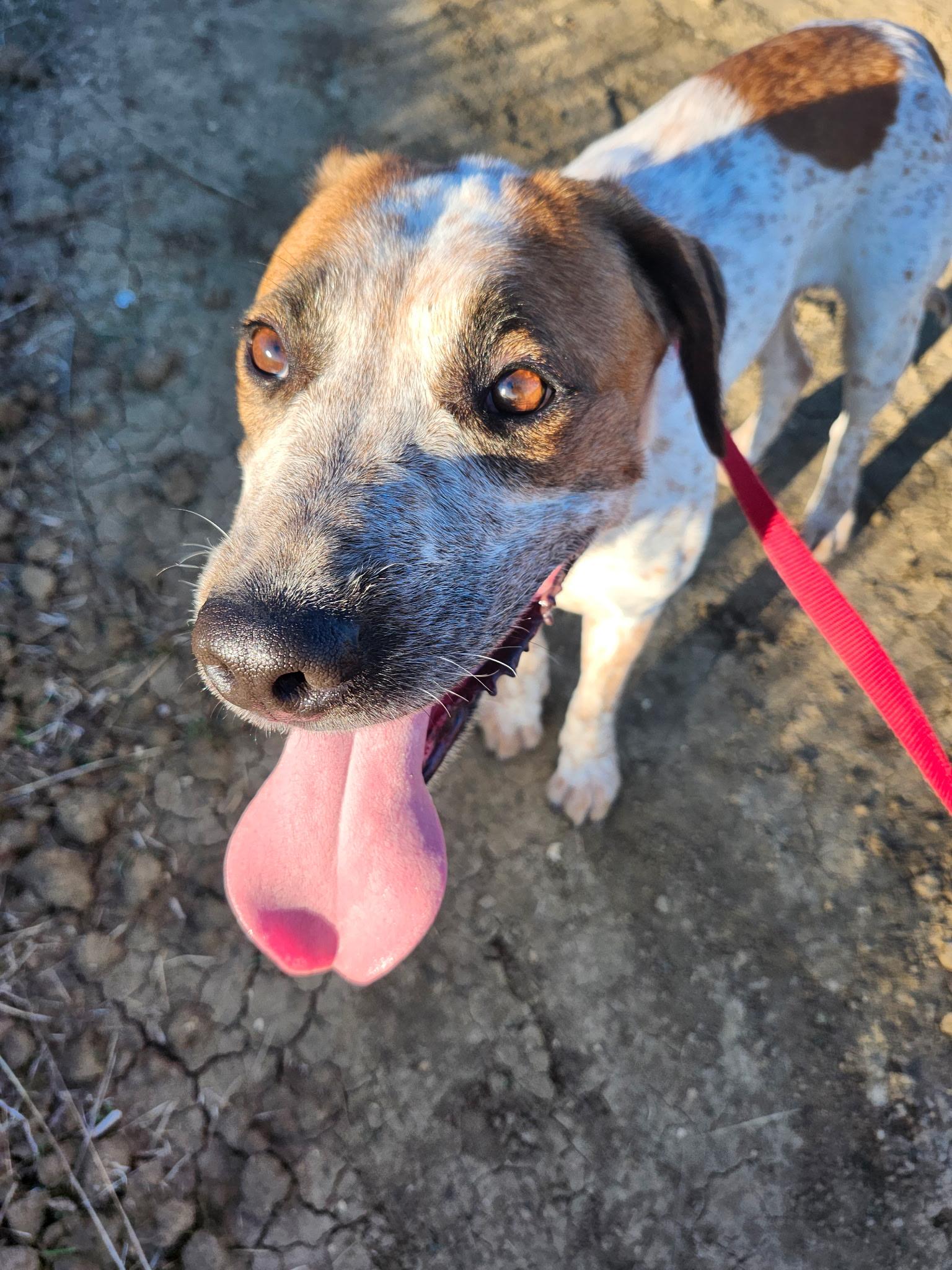 Mimi, a Adoptable mixed breed in Danville, CA image 1/4