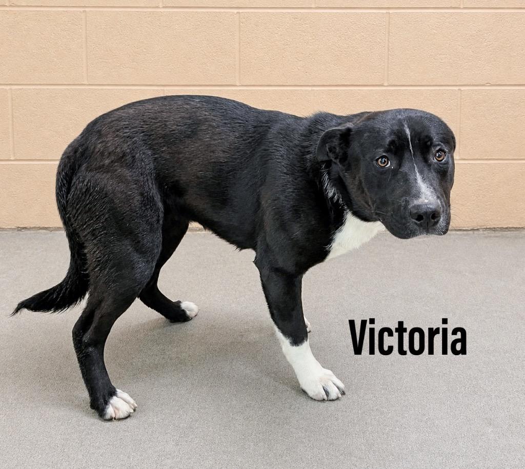 Enlarge Victoria, a Adoptable mixed breed in Clearfield, KY image 1/1