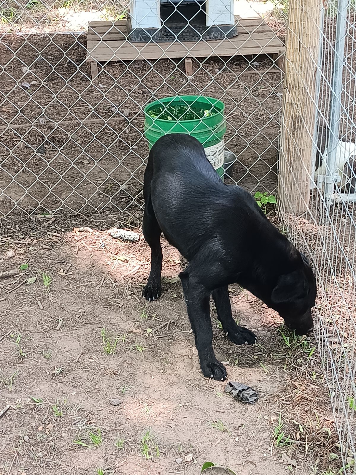 Moe, an adoptable Black Labrador Retriever in Sparta, GA, 31087 | Photo Image 2