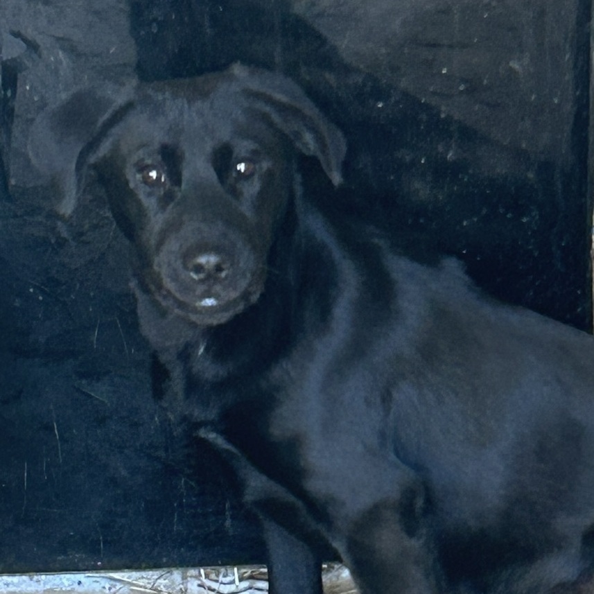 Moe, an adoptable Black Labrador Retriever in Sparta, GA, 31087 | Photo Image 1