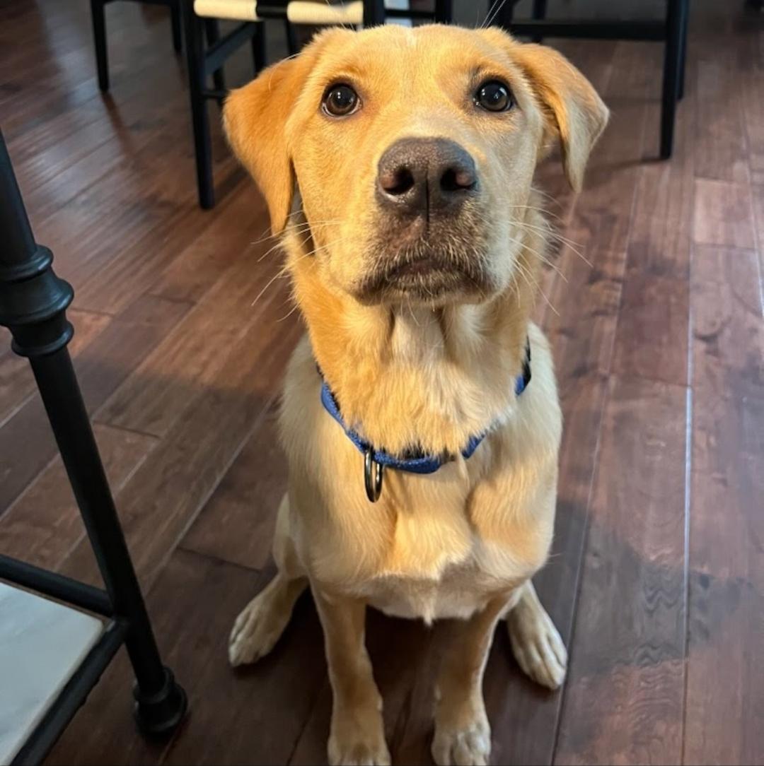 Kahlani, Adopted, Young Female Yellow Labrador Retriever.