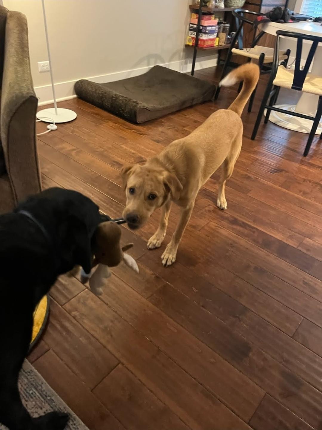 Enlarge Kahlani, a Adopted Yellow Labrador Retriever in Gilberts, IL image 3/5
