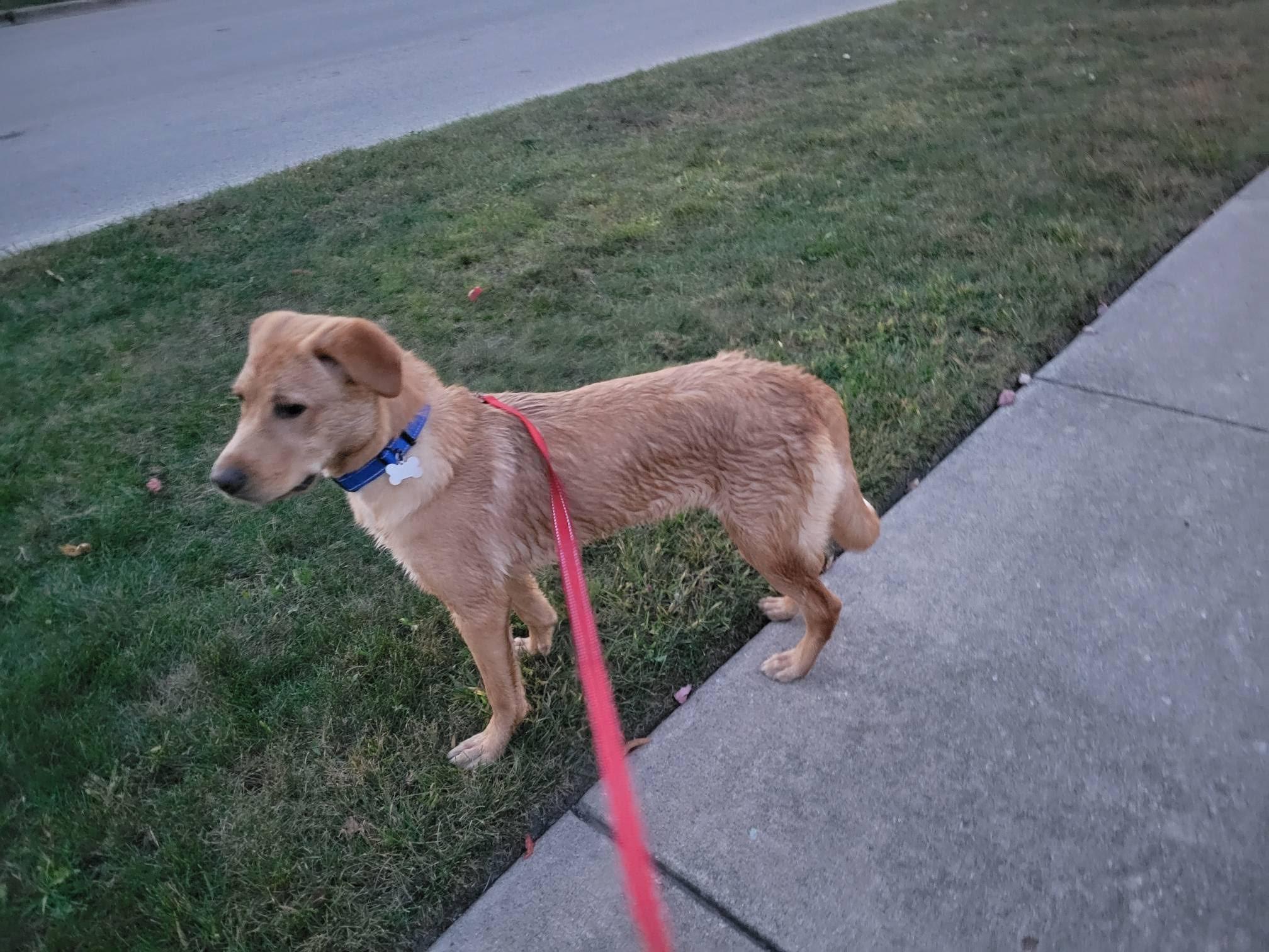 Enlarge Kahlani, a Adopted Yellow Labrador Retriever in Gilberts, IL image 4/5