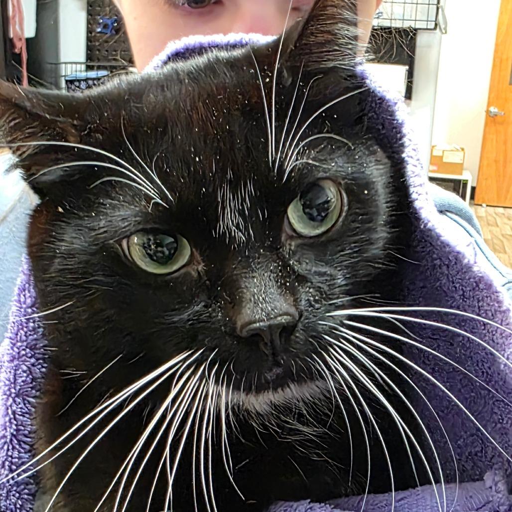 Tigger, Adoptable, Adult Male Domestic Short Hair.