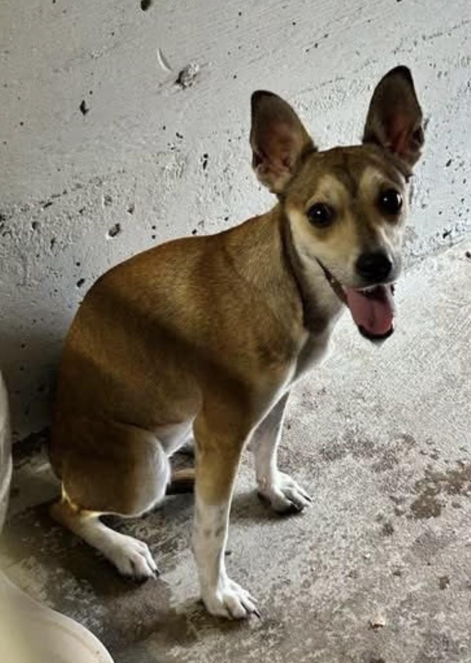 Enlarge Nellie, a Adopted mixed breed in Riverside, IA image 5/5