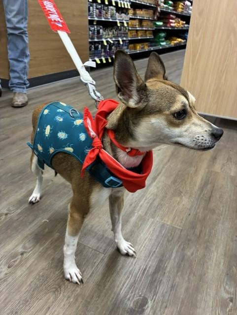 Enlarge Nellie, a Adopted mixed breed in Riverside, IA image 3/5