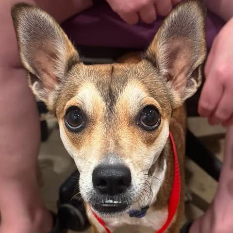 Enlarge Nellie, a Adopted mixed breed in Riverside, IA image 4/5