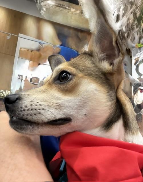 Nellie, Adopted, Adult Female Chihuahua & Mixed Breed.