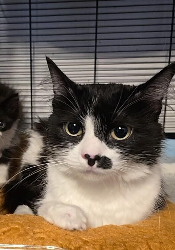 Heifer, Adoptable, Adult Female Domestic Long Hair & Maine Coon.