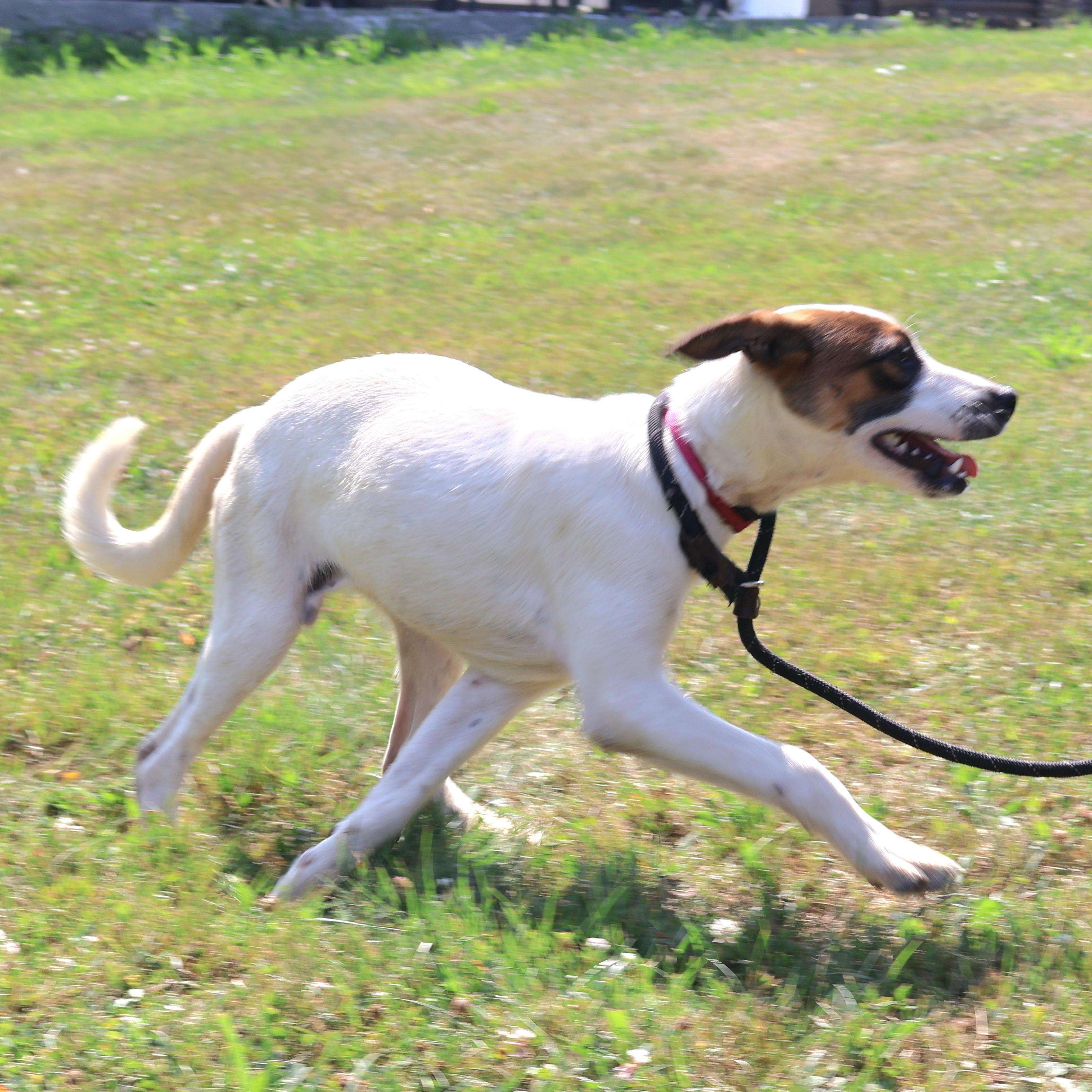 PASCAL in NY to meet and greet!