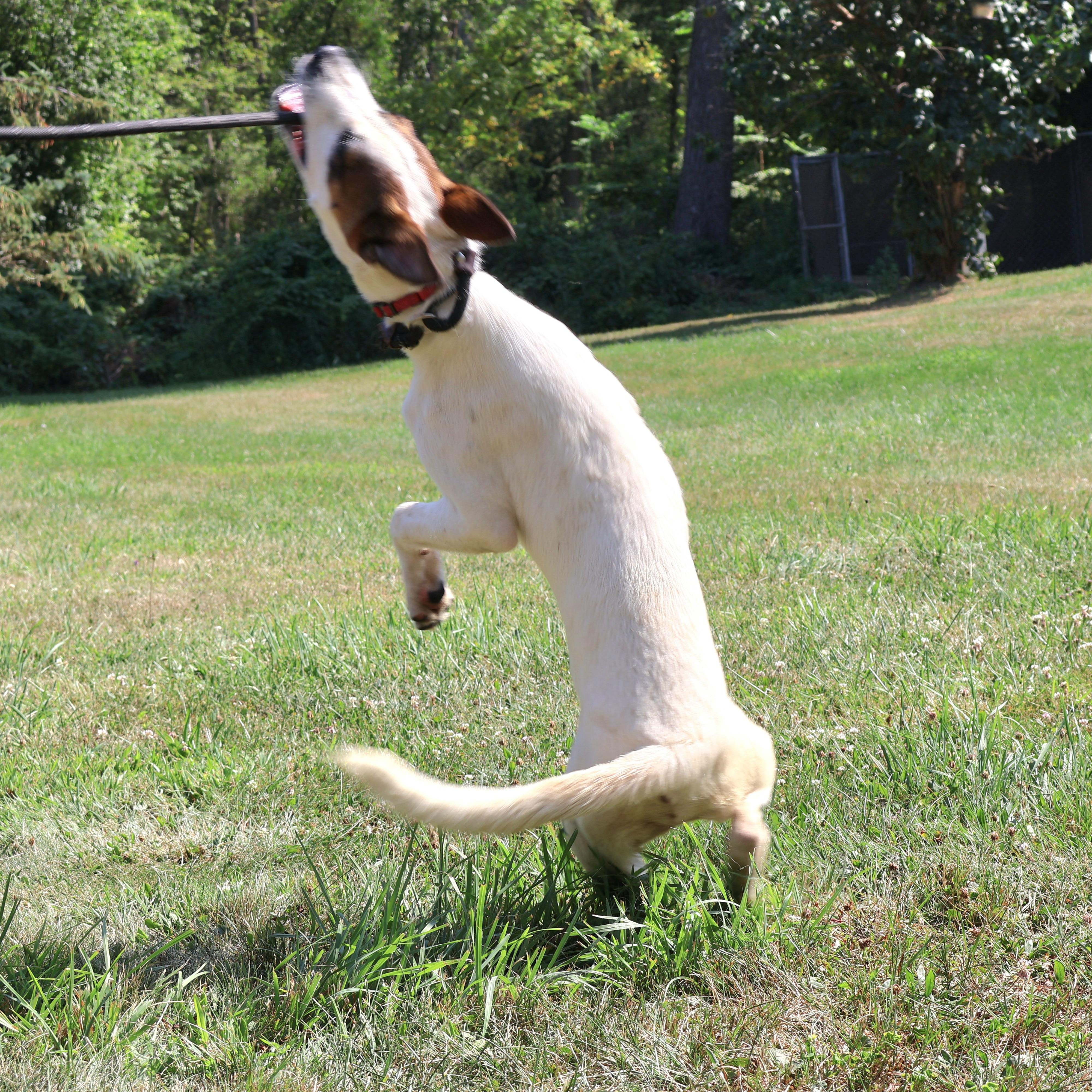 Enlarge PASCAL "In NY: Foster &/or Forever Home Needed!", a Adoptable mixed breed in New York, NY image 5/6