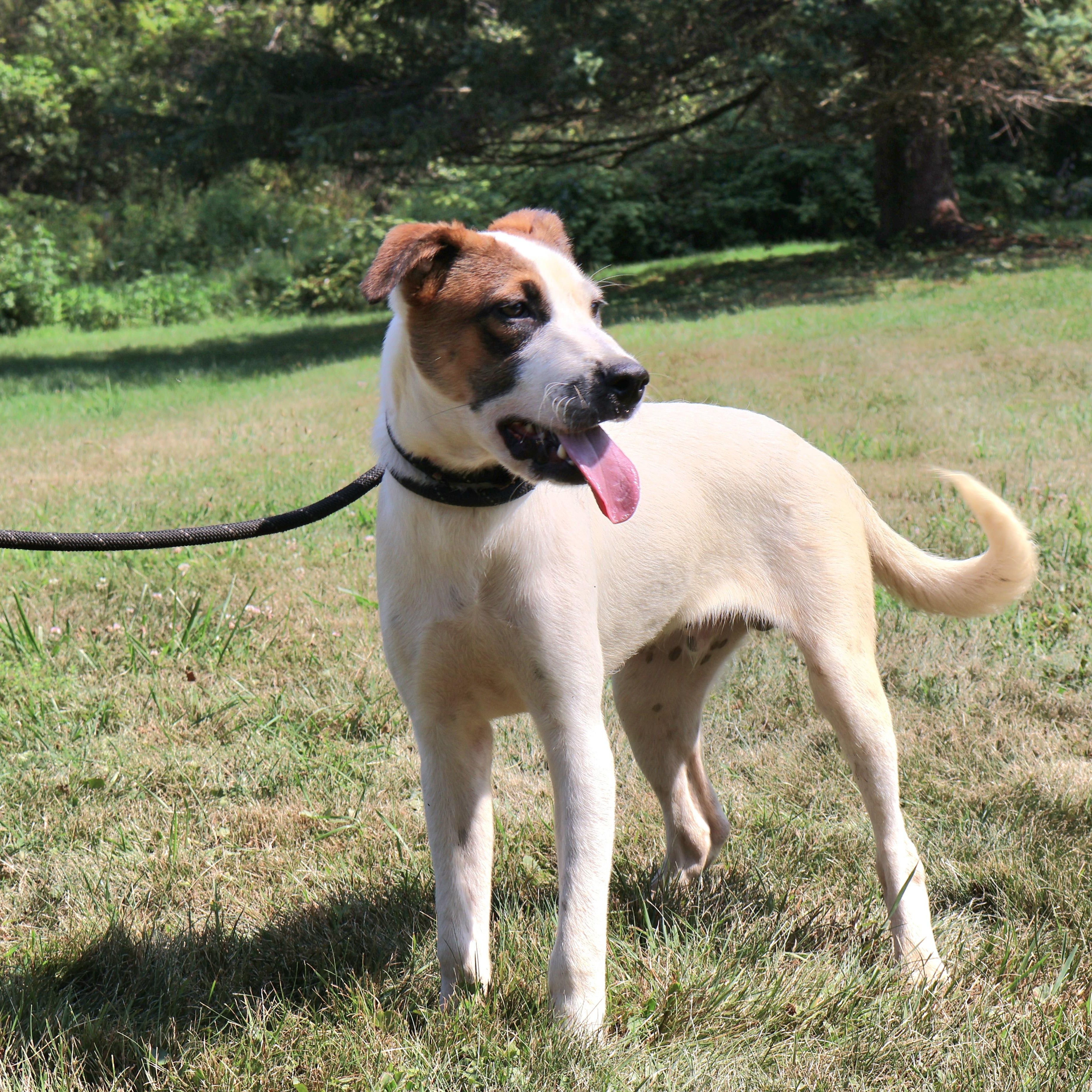 Enlarge PASCAL "In NY: Foster &/or Forever Home Needed!", a Adoptable mixed breed in New York, NY image 2/6