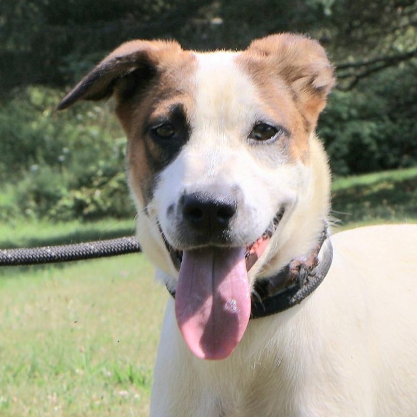 Enlarge PASCAL "In NY: Foster &/or Forever Home Needed!", a Adoptable mixed breed in New York, NY image 1/6