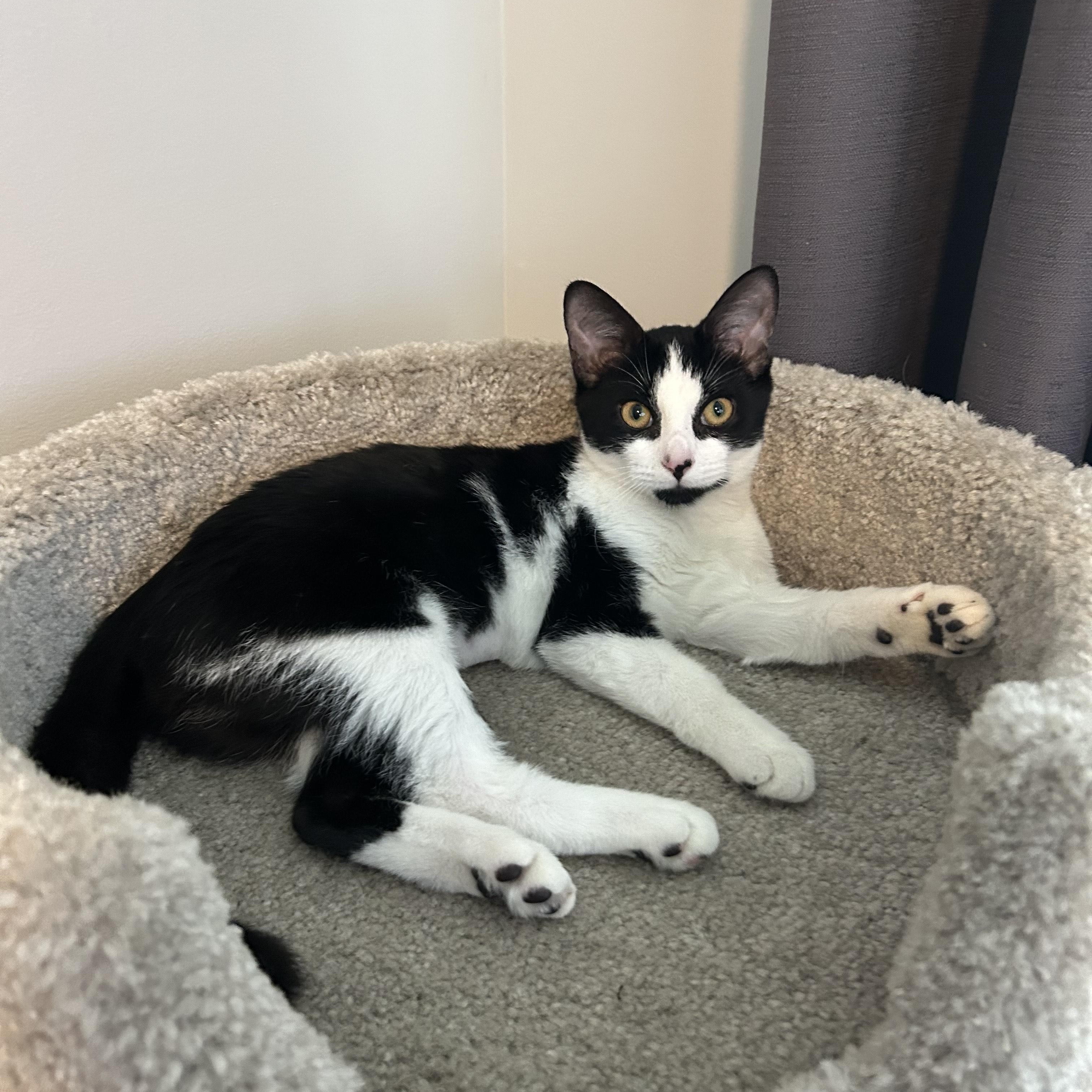 Dottie, a Adoptable Domestic Short Hair in Hixson, TN image 5/6