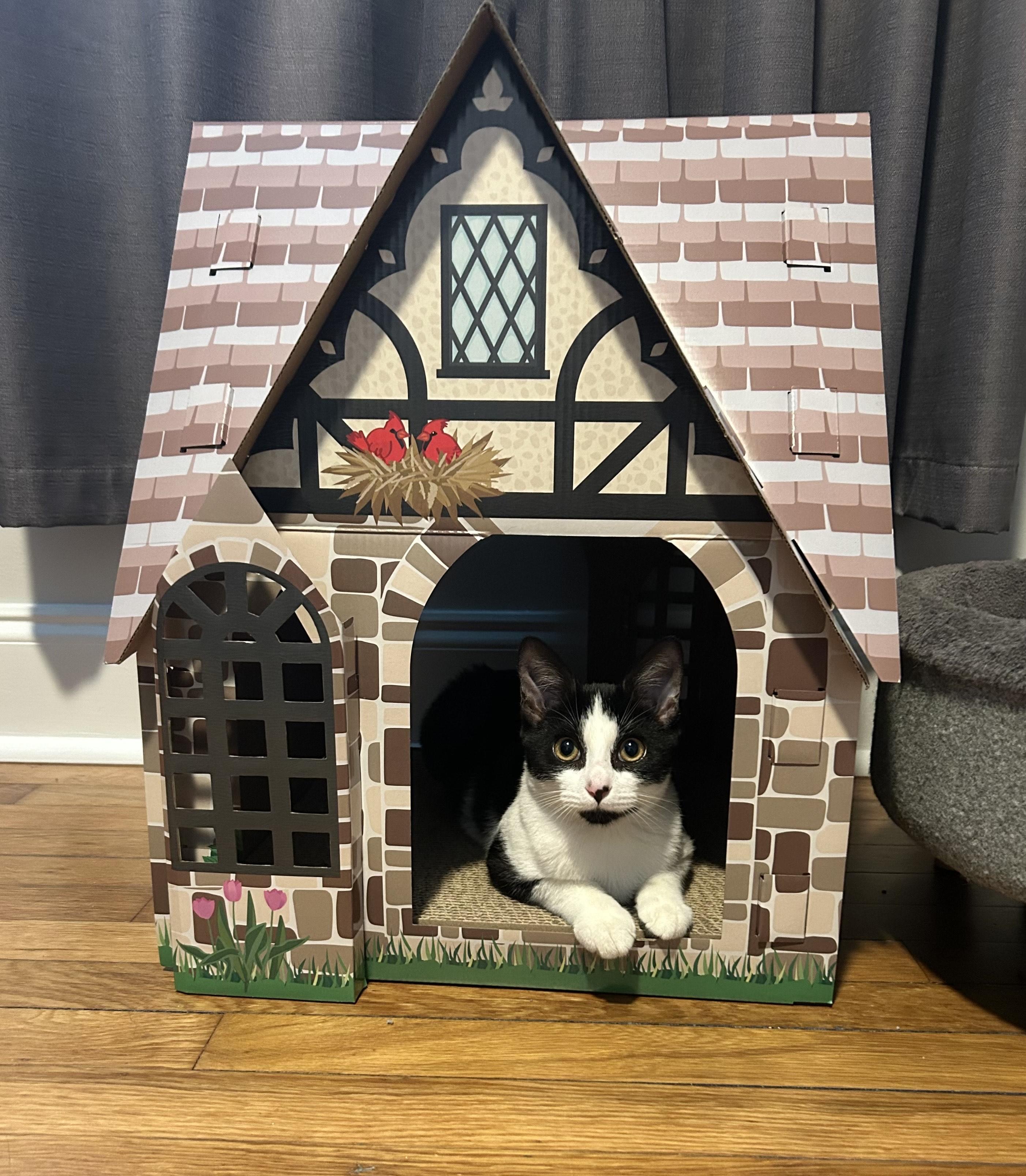 Dottie, a Adoptable Domestic Short Hair in Hixson, TN image 6/6