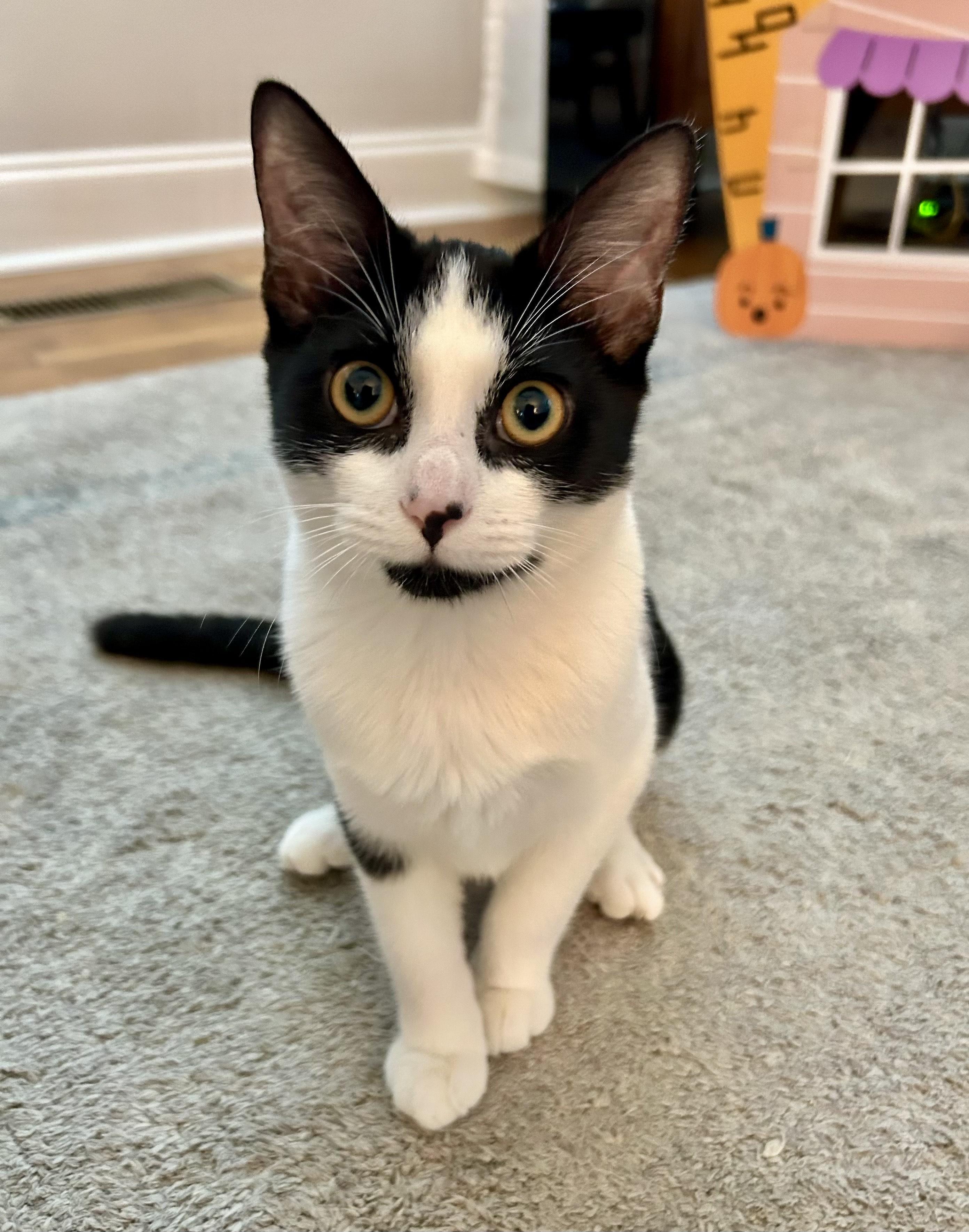 Dottie, a Adoptable Domestic Short Hair in Hixson, TN image 4/6