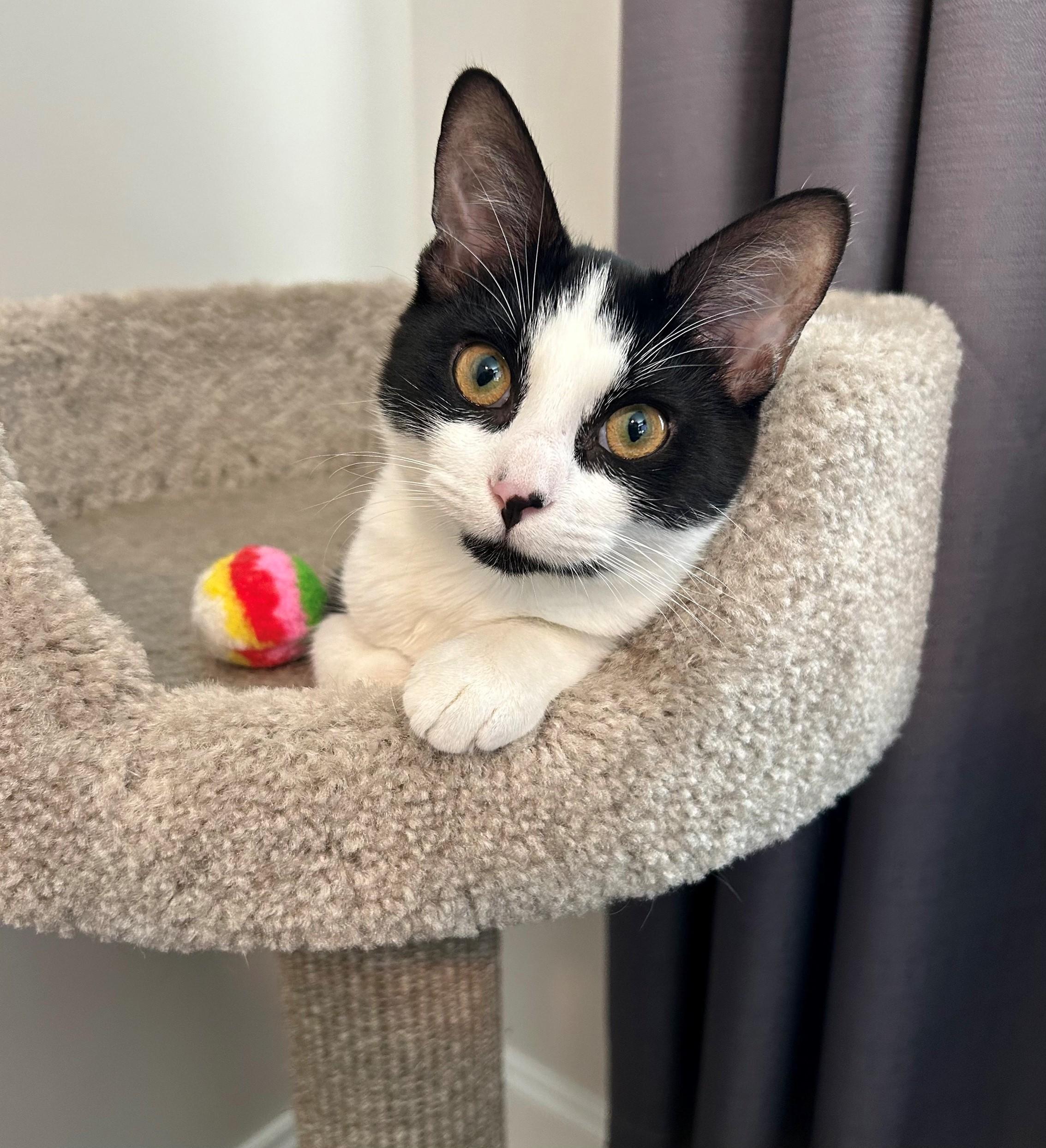 Dottie, a Adoptable Domestic Short Hair in Hixson, TN image 2/6