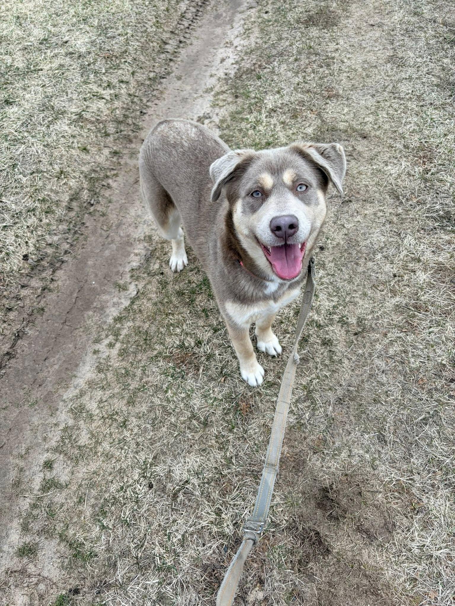 Enlarge Melody, a ADOPTABLE mixed breed in Shelby, MI image 2/2