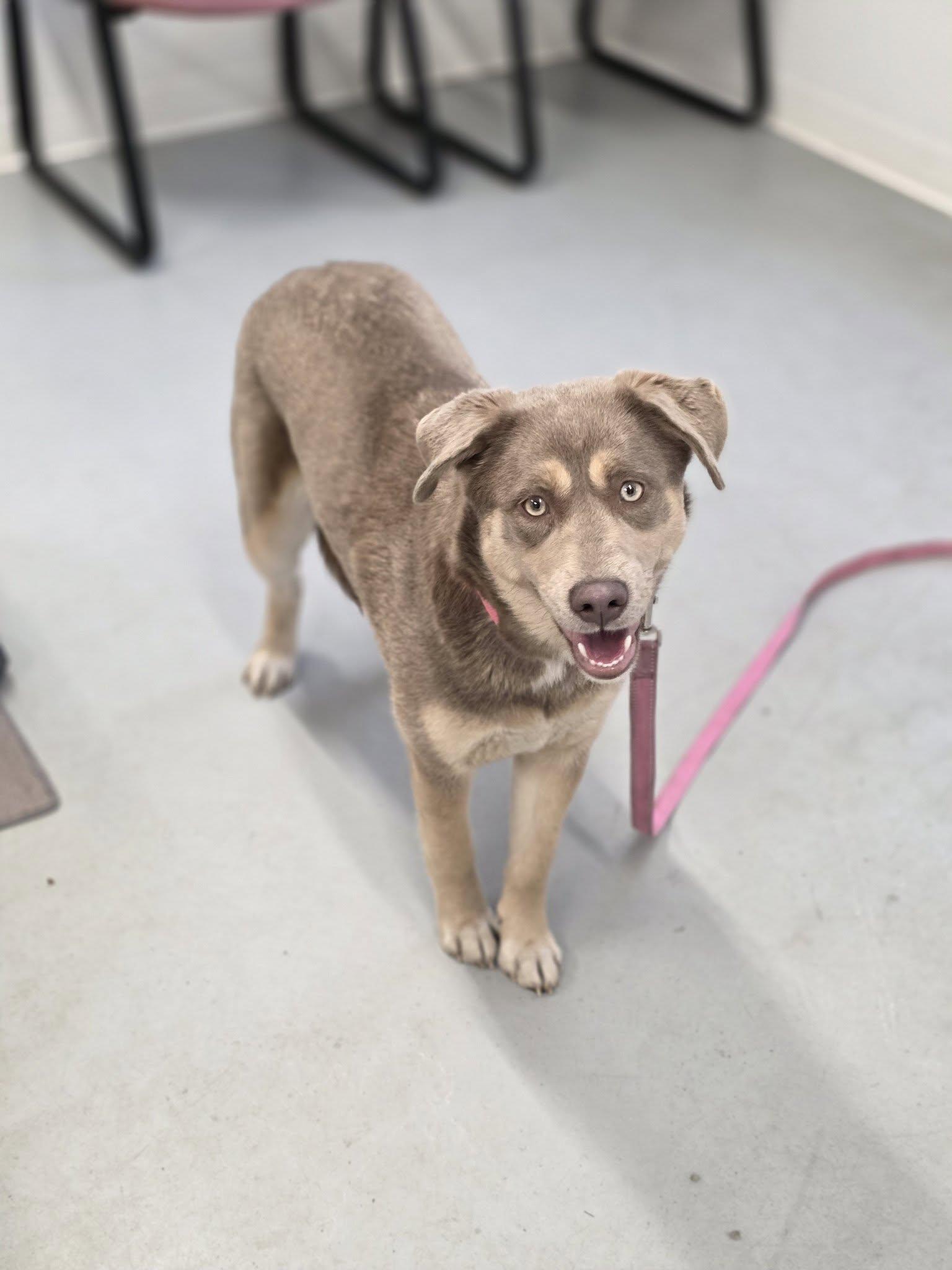 Enlarge Melody, a ADOPTABLE mixed breed in Shelby, MI image 1/2
