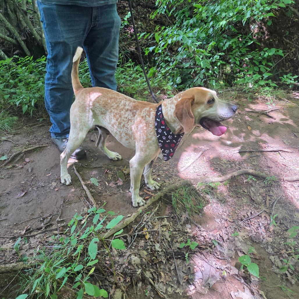 Elvis, Adoptable, Senior Male Coonhound & Mixed Breed.