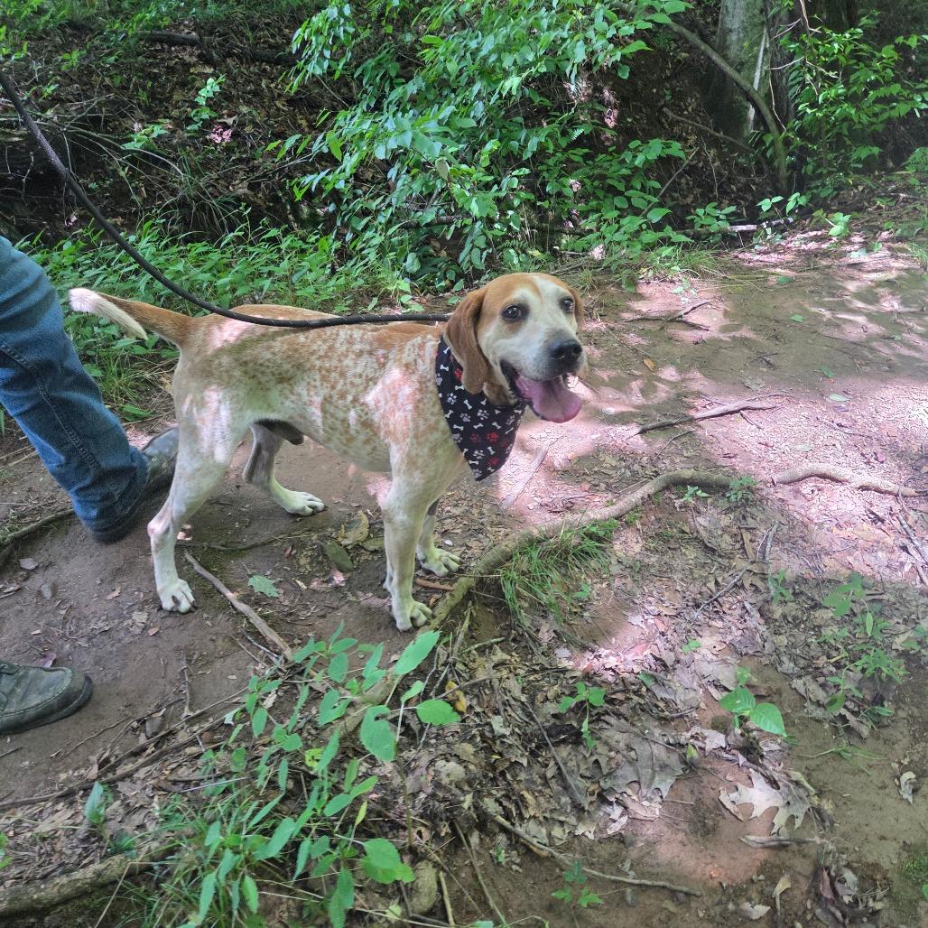 Enlarge Elvis, a Adoptable mixed breed in Marble, NC image 2/6