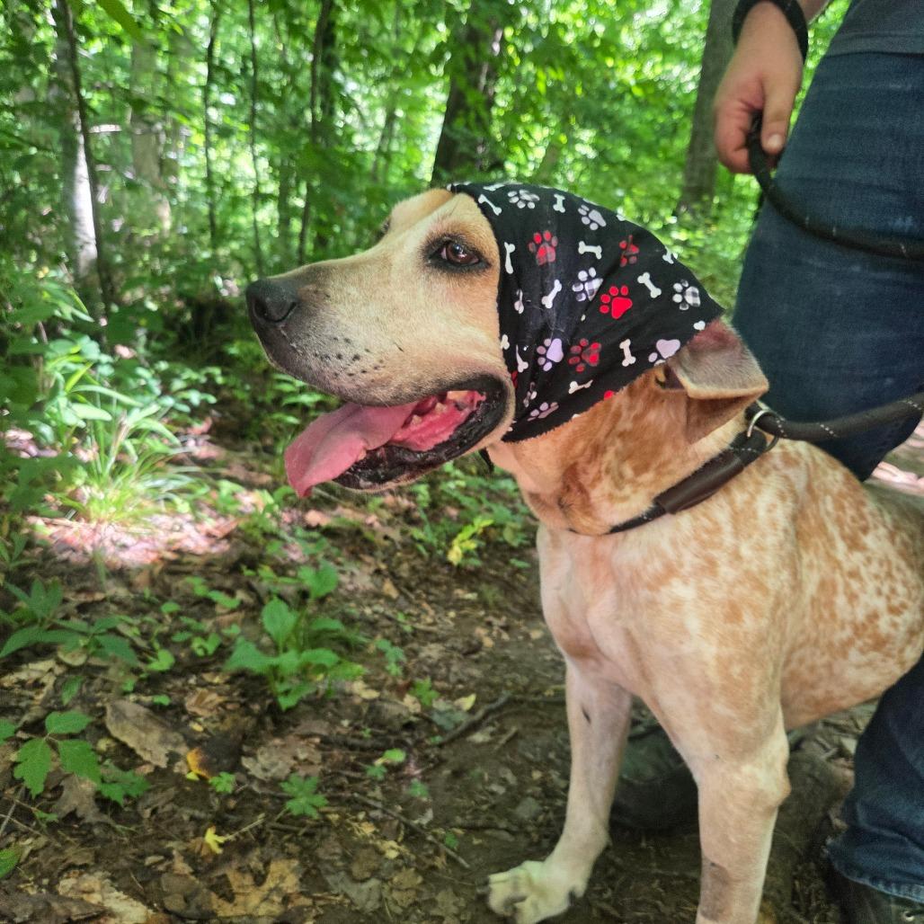 Enlarge Elvis, a Adoptable mixed breed in Marble, NC image 3/6
