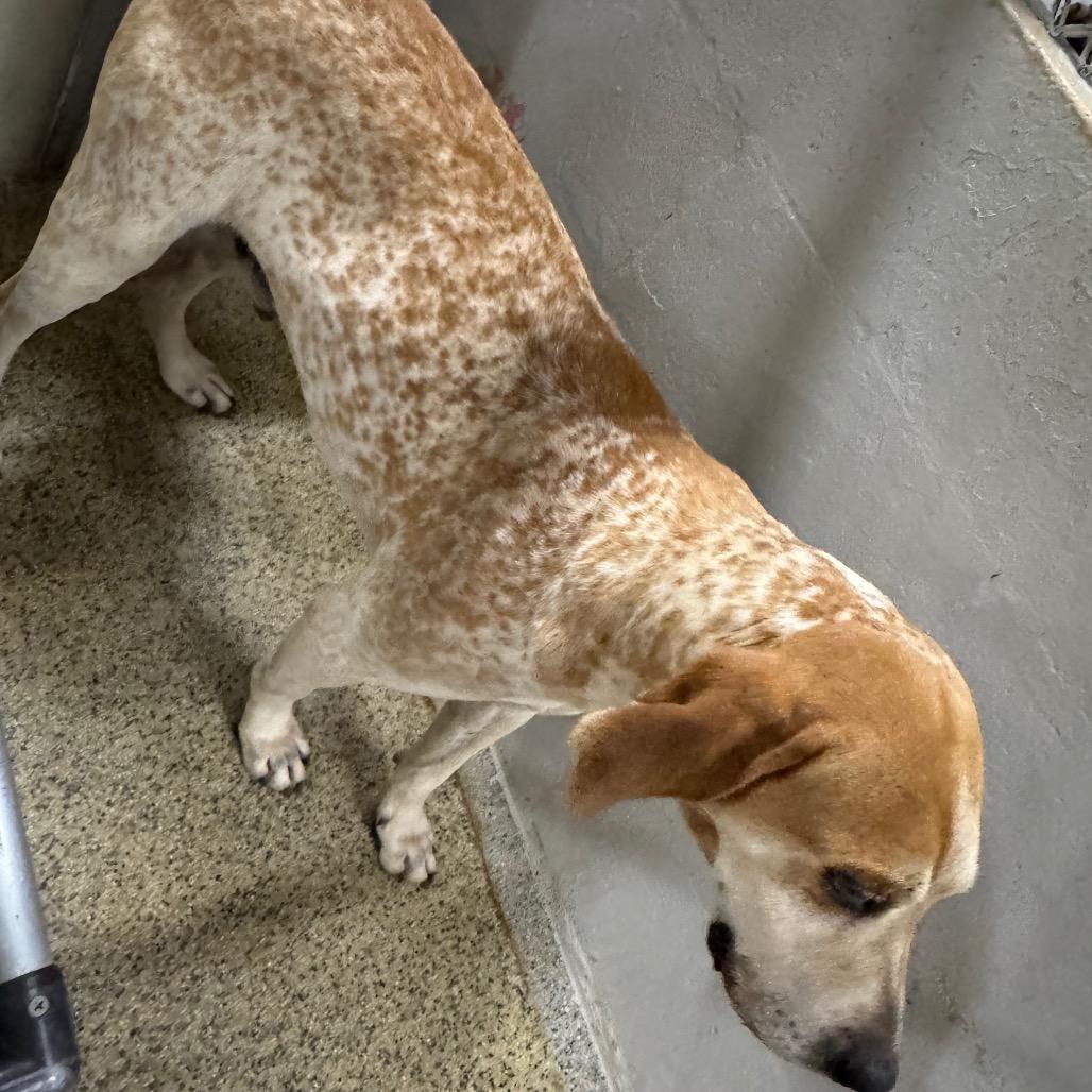 Enlarge Elvis, a Adoptable mixed breed in Marble, NC image 5/6